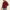 Absqura Hooded Maroon Sweatshirt